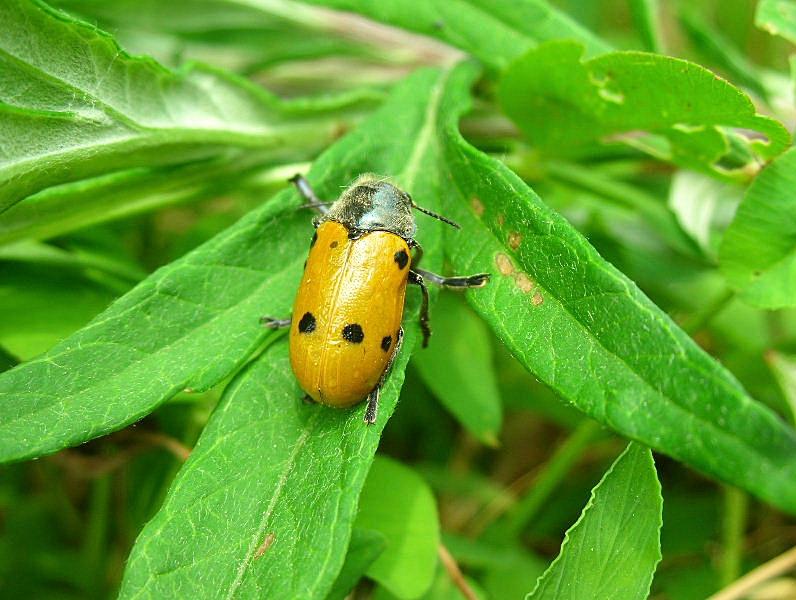 Lachnaia sexpunctata?